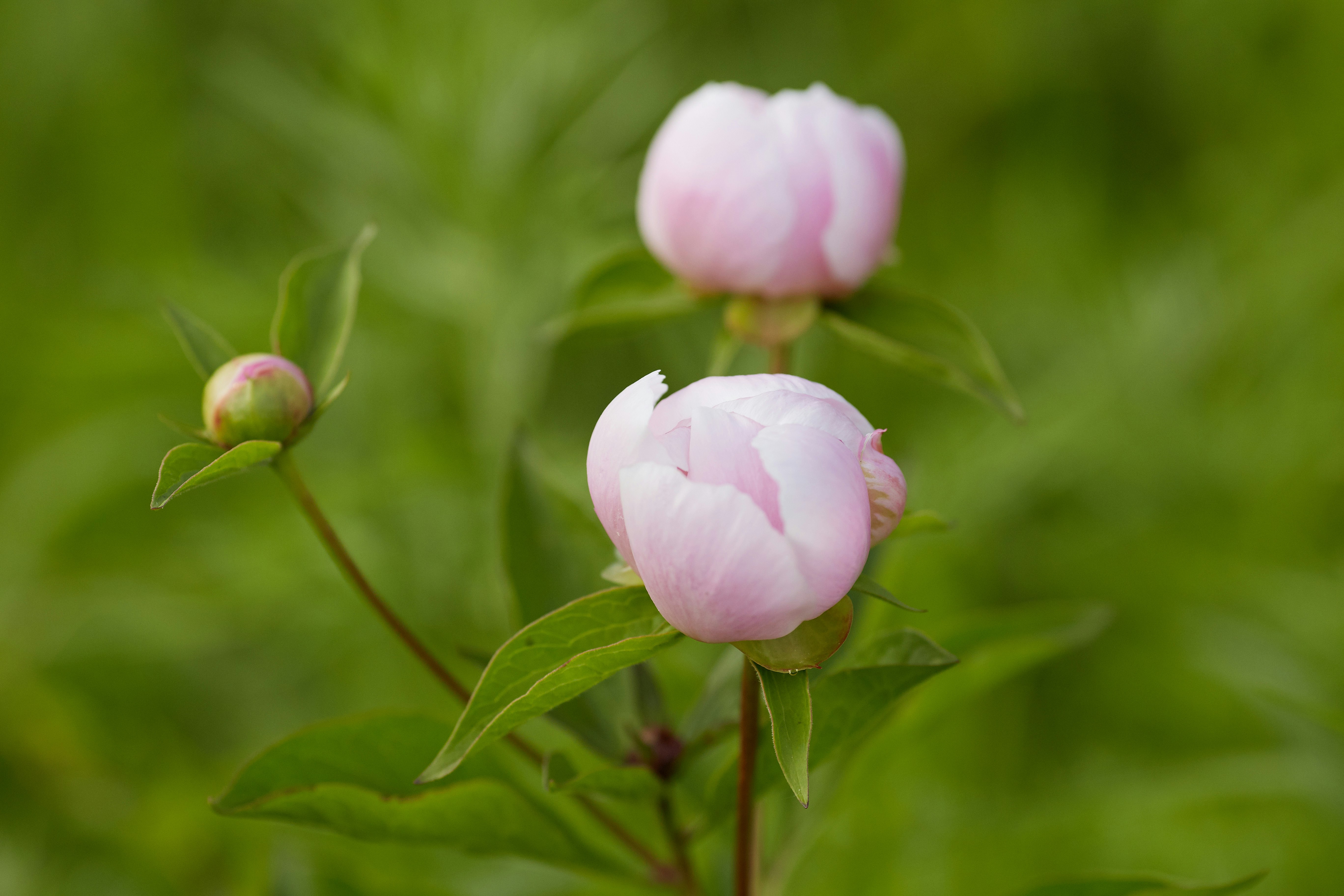 pink flower in tilt shift lens